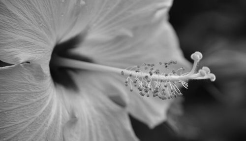 Close-up of white flowers blooming outdoors