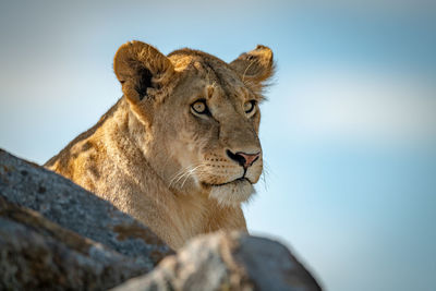 Big cat on rock against sky