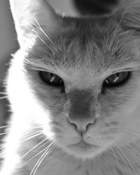Close-up portrait of cat