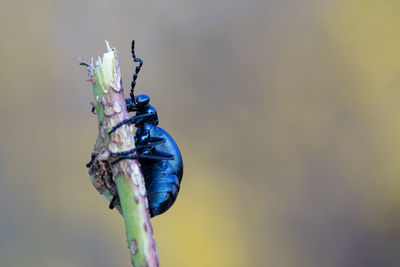 Close-up of insect on plant