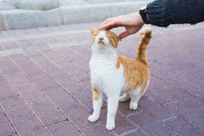 Full length of hand holding cat on footpath