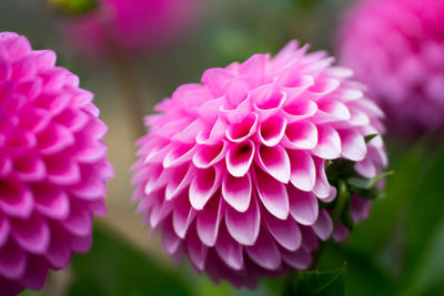Close-up of pink dahlia blooming outdoors