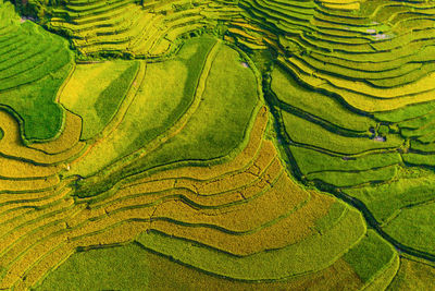 Full frame shot of terraced field