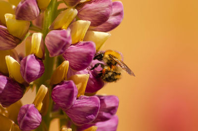 Close up of a bumble bee on a lupin flower