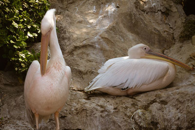 Birds perching on rock