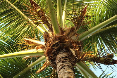 Close-up of palm tree