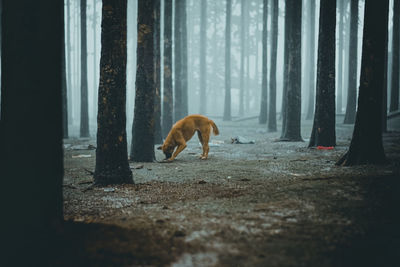 Horses in a forest