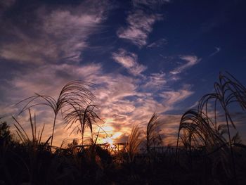 Low angle view of silhouette plants on field against sky