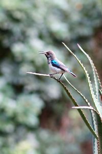 Close-up of bird perching on plant