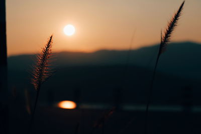 Close-up of silhouette plants against sunset