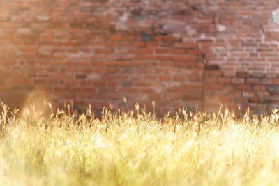 Close-up of grass growing on field