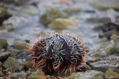 Collector urchin