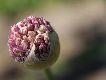 Close-up of pink rose flower bud