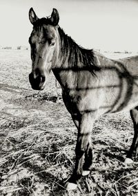 Horse standing on field