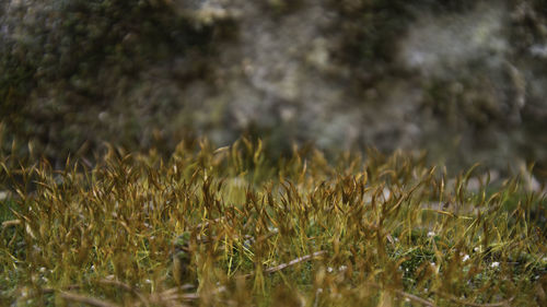 Close-up of crops growing on field