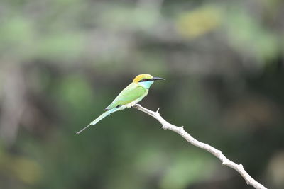 Bird perching on twig