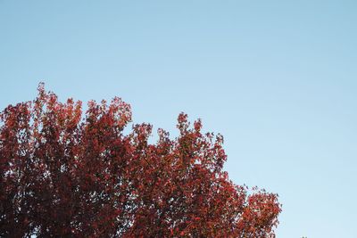 Low angle view of tree against clear sky