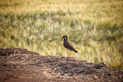 Bird perching on a field