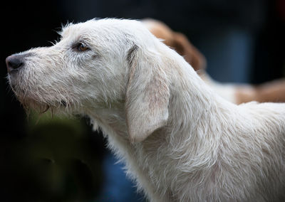 Close-up of dog