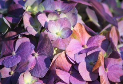 Close-up of purple flowers