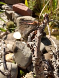 Close-up of lizard on tree trunk