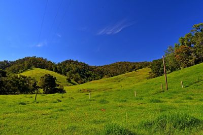 Trees on field against blue sky