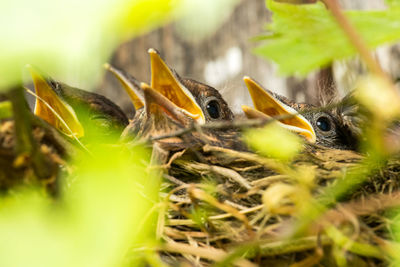 Close-up of birds in nest