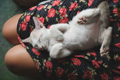 Directly above view of cat sleeping on lap