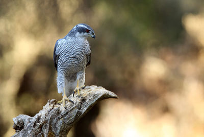 Close-up of bird perching on branch