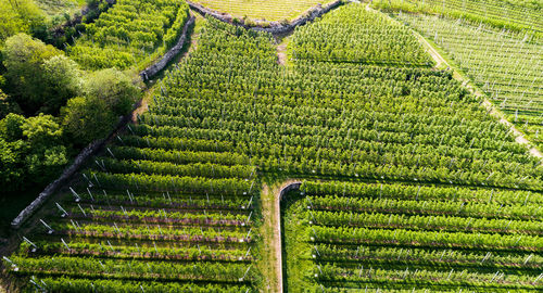 View of vineyard