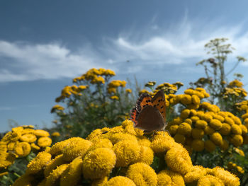 Close-up of yellow flowering plants against sky