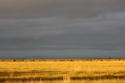 Scenic view of field against storm clouds