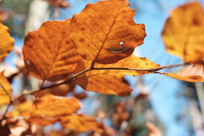 Close-up of dried leaves