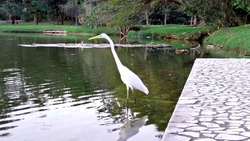 View of birds in lake