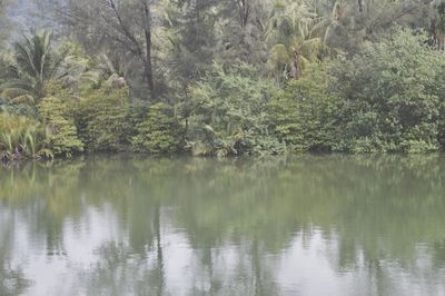 Scenic view of lake in forest