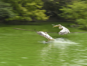 Bird flying over lake