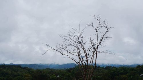 Bare tree against sky