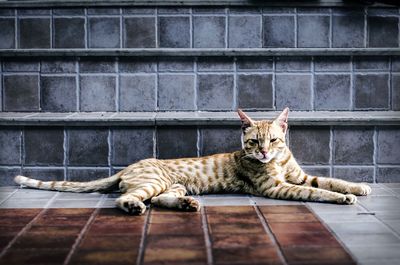 Portrait of cat lying on floor