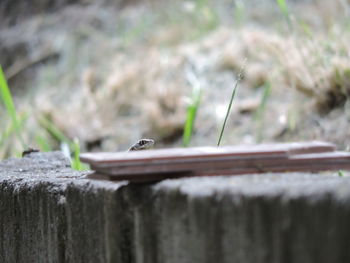 Close-up of insect