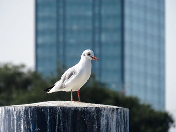 Close-up of seagull perching on wooden post