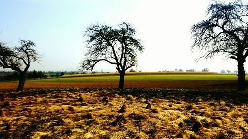 Scenic view of field against clear sky