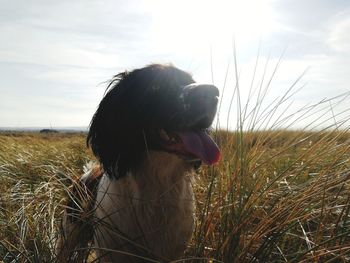 Dog looking away on field