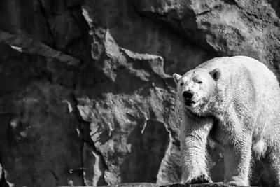 High angle view of polar bear on rock at zoo