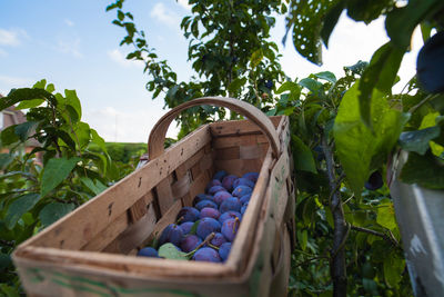 Plums in basket by tree