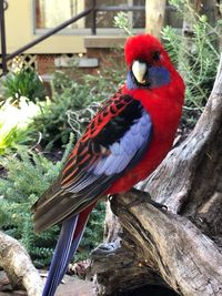 Close-up of parrot perching on tree