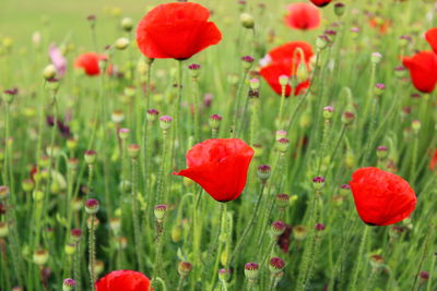 Close-up of red poppy flowers in field