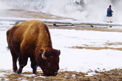 Bison on snow landscape