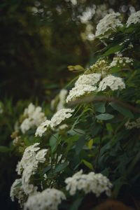 Close-up of white flowers