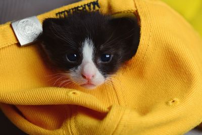 Close-up portrait of cat