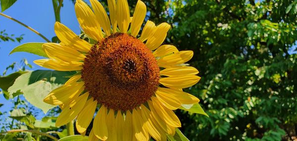 Close-up of sunflower